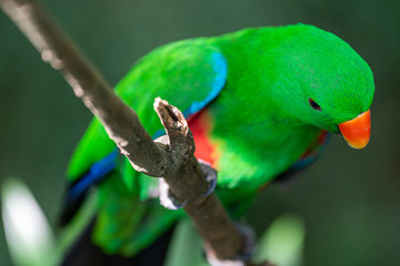 Parrot at Jurong Bird Park Singapore
