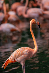 Flamingo at Jurong Bird Park Singapore