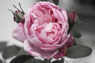 rosa Blüte einer gefüllten Rose mit Knospen