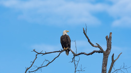 An American Bald Eagle perched against a blue sky and couds.