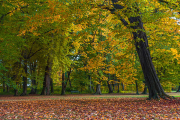 Colorful and vivid autumn colors and bright blue sky in the park