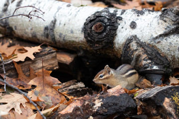 Minnesota fall chipmunk Chipmunk