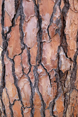 texture of orange an brown pine tree trunk with plates