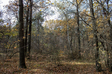 Autumn forest with pine birch oak trees in sunny evening