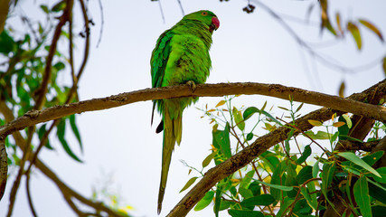 parrot on a branch