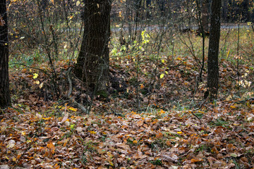 Autumn forest with pine birch oak trees in sunny evening