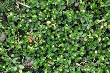 A sprocket (Stellaria media) grows in the soil