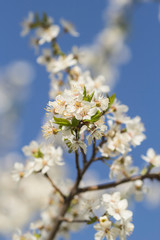Spring blossom background.  Spring scenics Spring flowers Spring Background