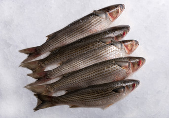 Pelengas, trout fresh on ice