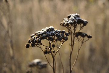 dry vegetation on a frosty autumn day