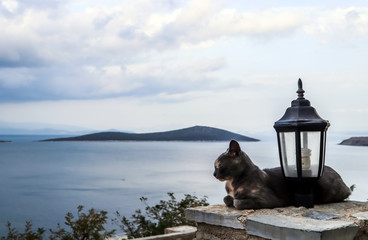Fototapeta premium Cat and street lamp on background of picturesque seascape