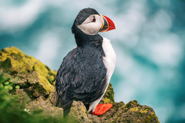 Single atlantic puffin