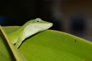 Lagarto
