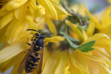 Macro of a wasp bee on a yellow chrysanthemum flower.