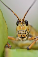 Saltamontes