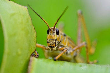 saltamontes