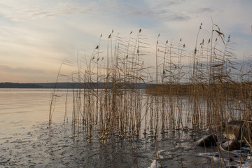 Frozen reeds and stones on the shore of the lake