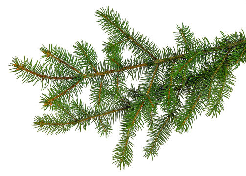 pine branch / pine-tree twig. Spruce . fir-tree. Decoration for new year and christmas, xmas festive and holidays.