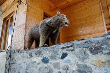 Stuffed / taxidermied small mountain bear on top of stone wall with log cabin behind seen in Mestia town, Georgia.