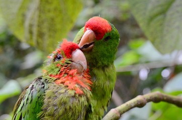 loros