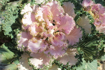 Decorative pink cabbage, growing on a bed in the garden.