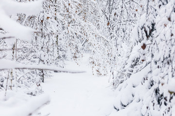 Winter landscape of mountains with of fir forest in snow.
