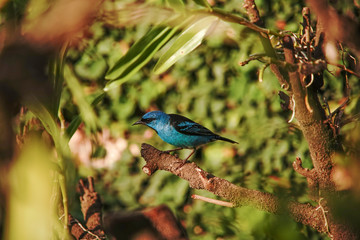 Blue Dacnis Bird on a branch