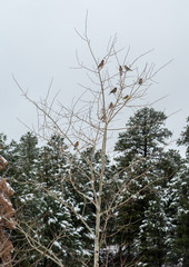 Birds in a winter tree