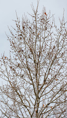 Birds in a winter bare tree