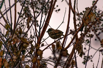 sparrow on branch of tree