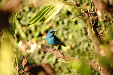 Blue Dacnis Bird on a branch
