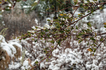 Ice on a branch in winter