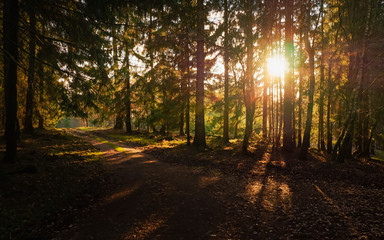 Fototapeta premium Sonne wirft Schatten im Wald am Abend