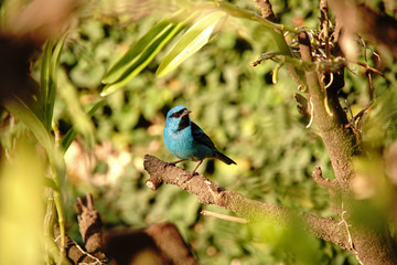 Blue Dacnis Bird on a branch