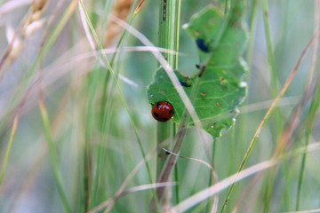 Ladybug crawling on the grass