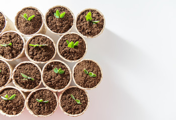 Seedlings growing in fiber pots made of ecologic biodegradable material. View from top.