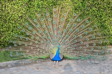 Obraz premium pavo real