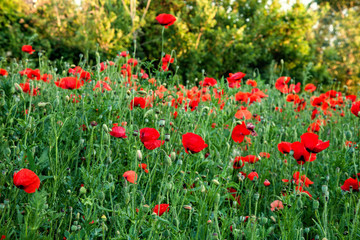 Poppies along the Rodwell Trail Weymouth