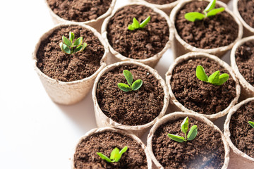 Seedlings growing in fiber pots made of ecologic biodegradable material. View from top.