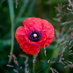 Upwey Poppy Field in early july