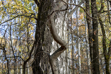 Curved trunk of a young tree next to a birch tree