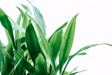 Fototapeta premium Fresh green leaves on white background