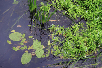 sentimental close up photo of a river on a rainy day