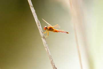 Libellule