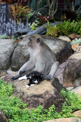 Monkey nurturing Kitten in Rainforest Ko Phi Phi Thailand