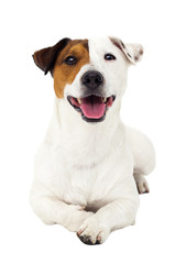 dog jack russell terrier lies and looks isolated on a white background