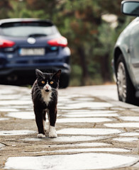 Street car walking on the sidewalk, low angle, vertical shot.