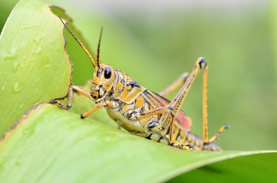 saltamontes
