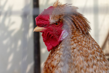 A head of a brown cock with big red comb close up behind metal fence of a cage in the farm