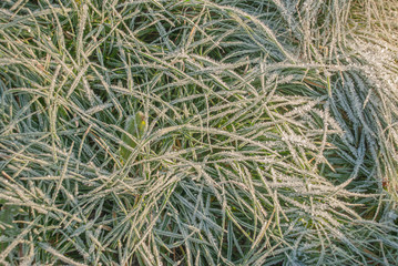 snow on green grass and yellow leaves, first snow